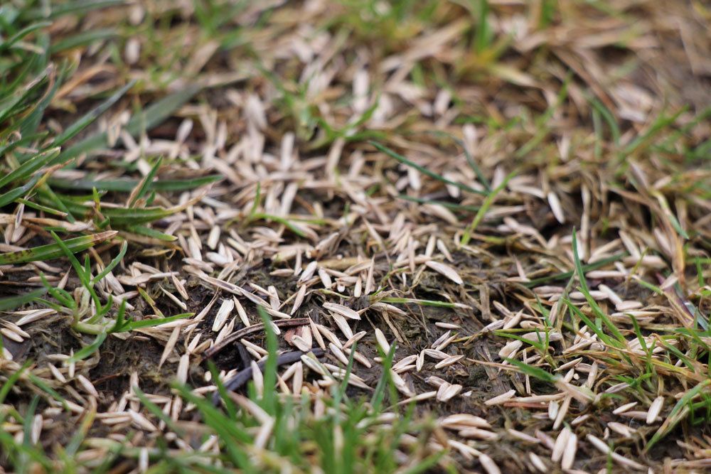 Repairing Bare Spots In The Lawn And Reseeding