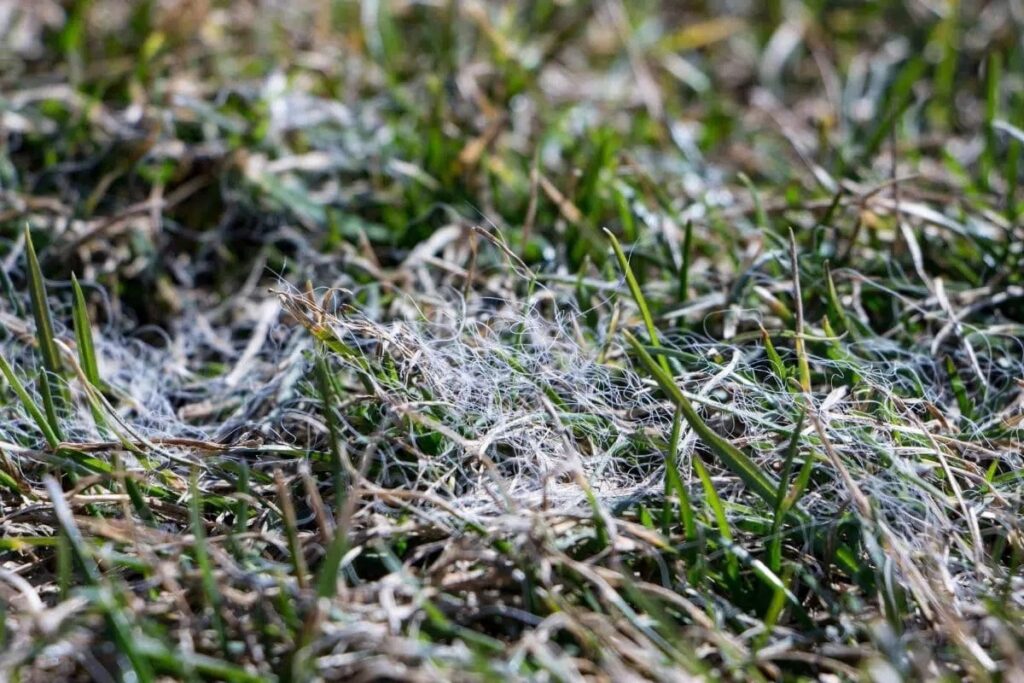 Yellow Slime Mold In The Lawn: What To Do?