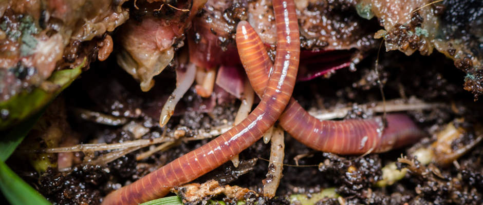 Compost Worms - Useful Helpers In Composting Organic Waste