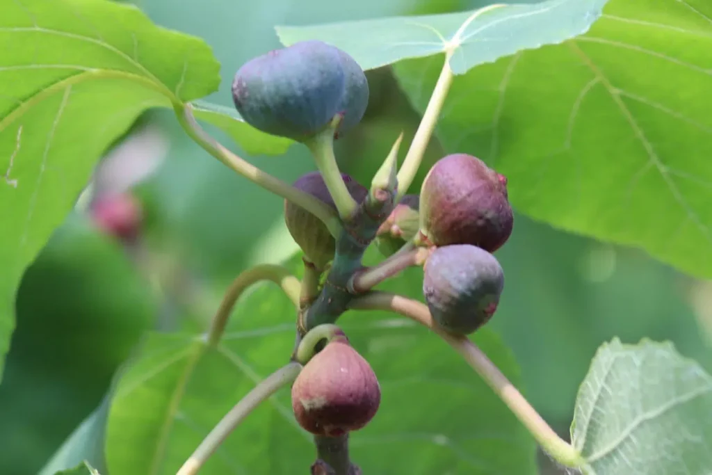 When Are Figs Ripe? | How To Recognize Ripe Fruit