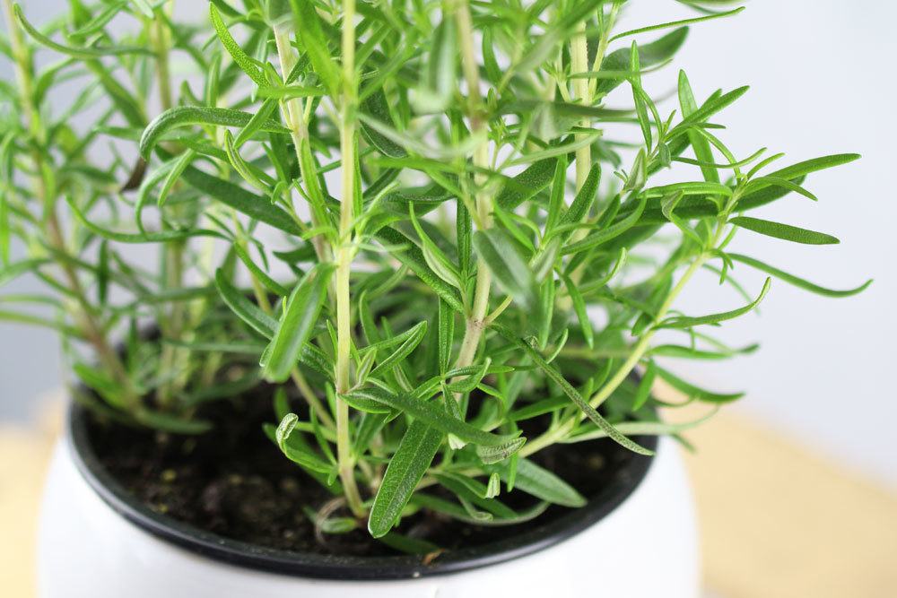 Rosemary Gets Yellow And Dried Up Needles: What To Do