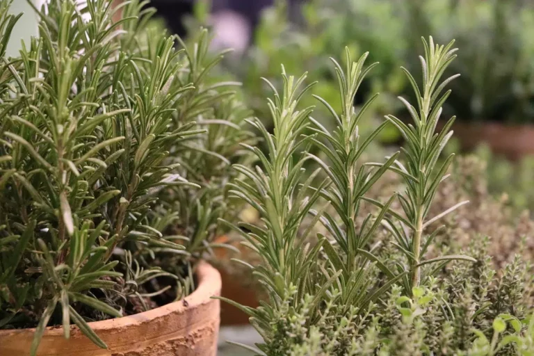 Harvest Rosemary: When And How?