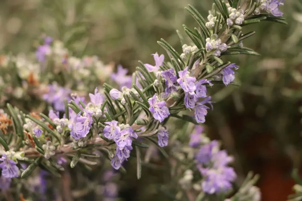 Rosemary Frostbitten: What To Do Now?