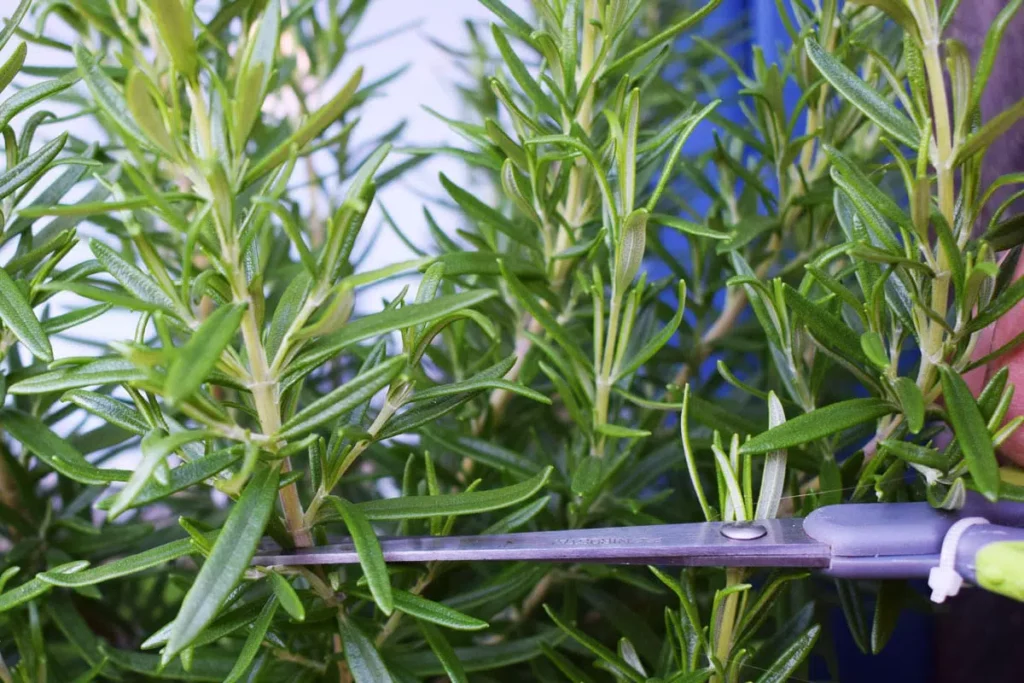 Harvest Rosemary: When And How?