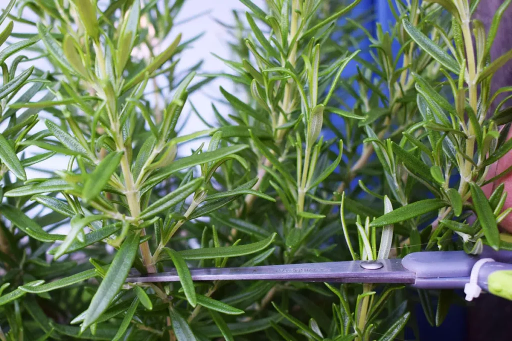 How To Dry Rosemary: Preserve The Aroma