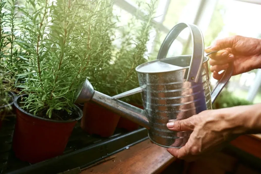 Watering Rosemary: How Often It Needs Water?