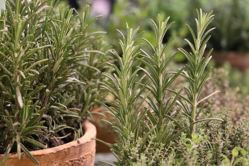 Overwinter Rosemary In A Pot - How To Get Through The Winter