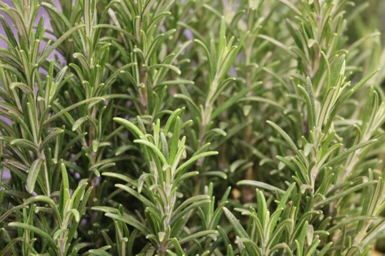 Overwinter Rosemary In A Pot – How To Get Through The Winter