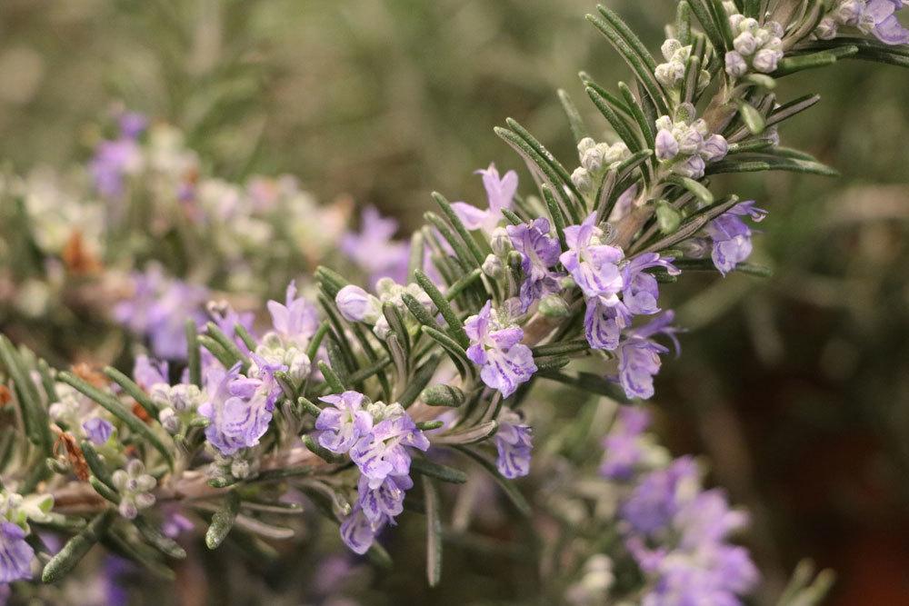 Overwinter Rosemary In A Pot - How To Get Through The Winter