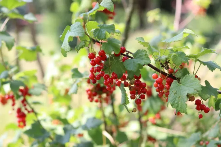 Red And Yellow Leaves On Currants: What To Do?