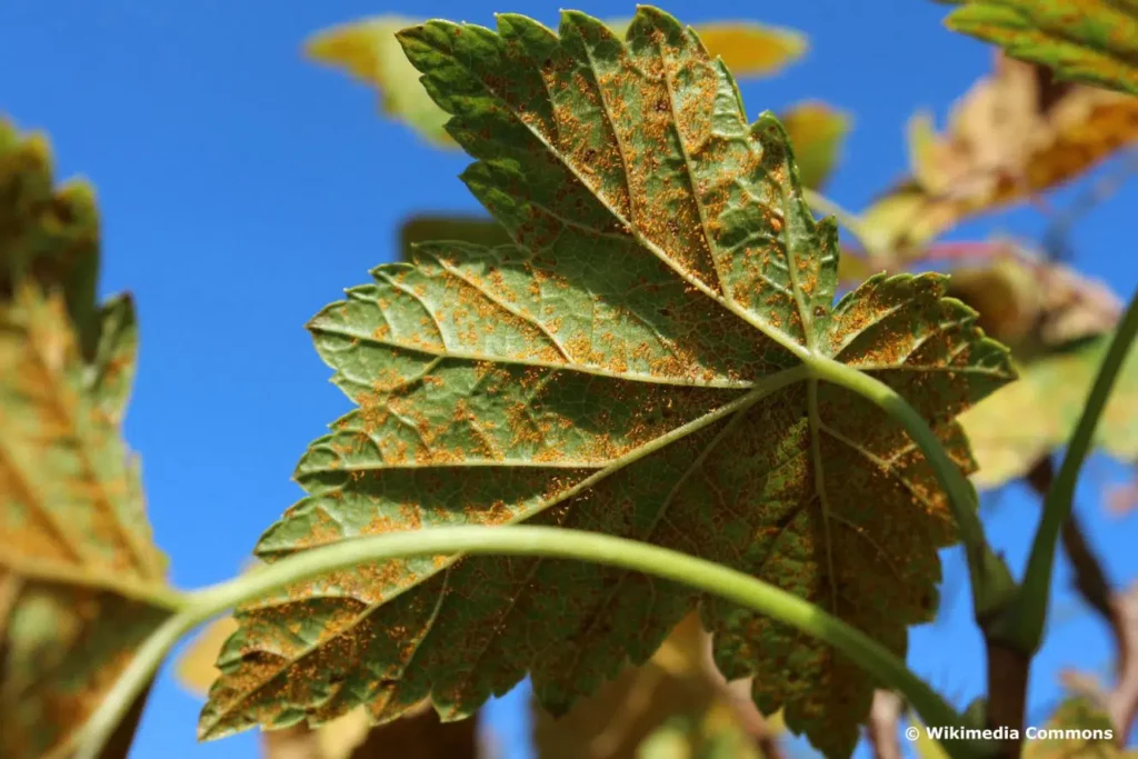 Red And Yellow Leaves On Currants: What To Do?