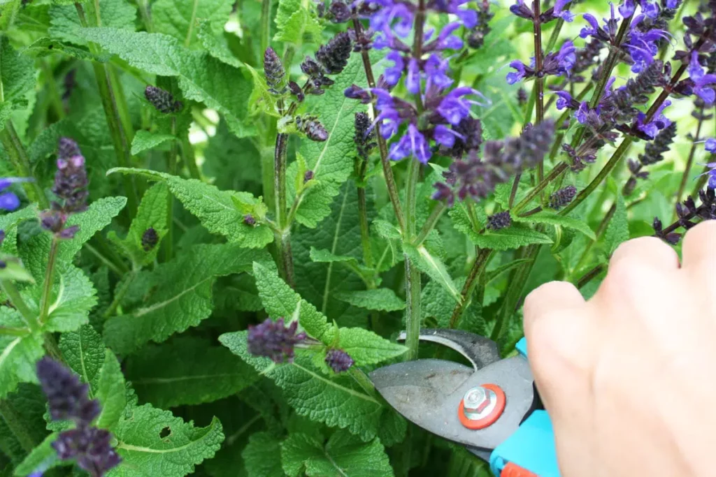 When To Cut Back Sage?