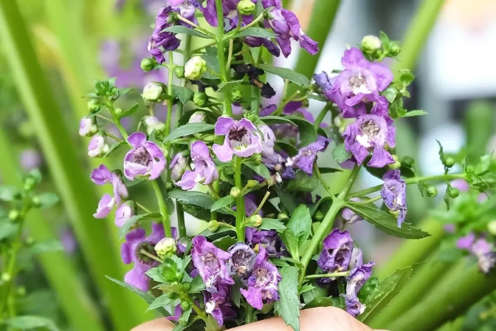 Is It Okay To Cut Off The Flowers Of Sage?