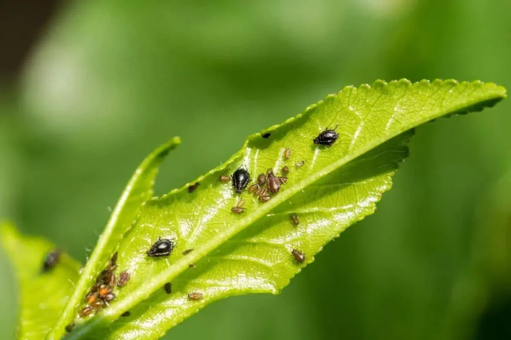 Lemon Tree Sticks: Help Against Sticky Leaves