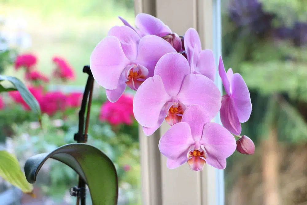 Orchids In The Bedroom: Healthy Or Harmful?