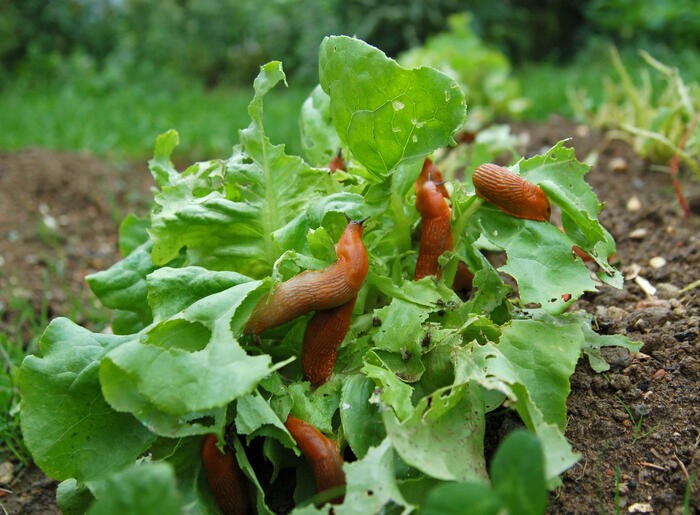 Should You Use Slug Pellets Or Are They Bad?