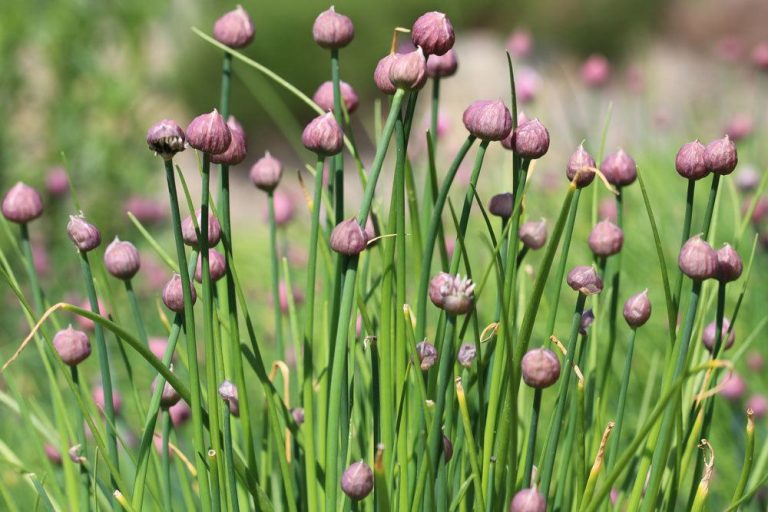 Sowing Chives In A Pot: This Is How To Care For Them In The Apartment