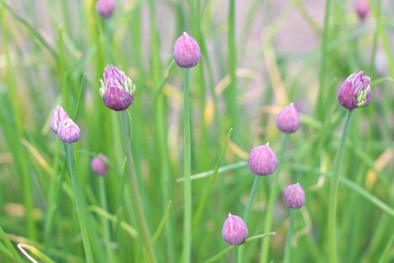 Chives Flowering- Can You Eat Them Despite Blooming?