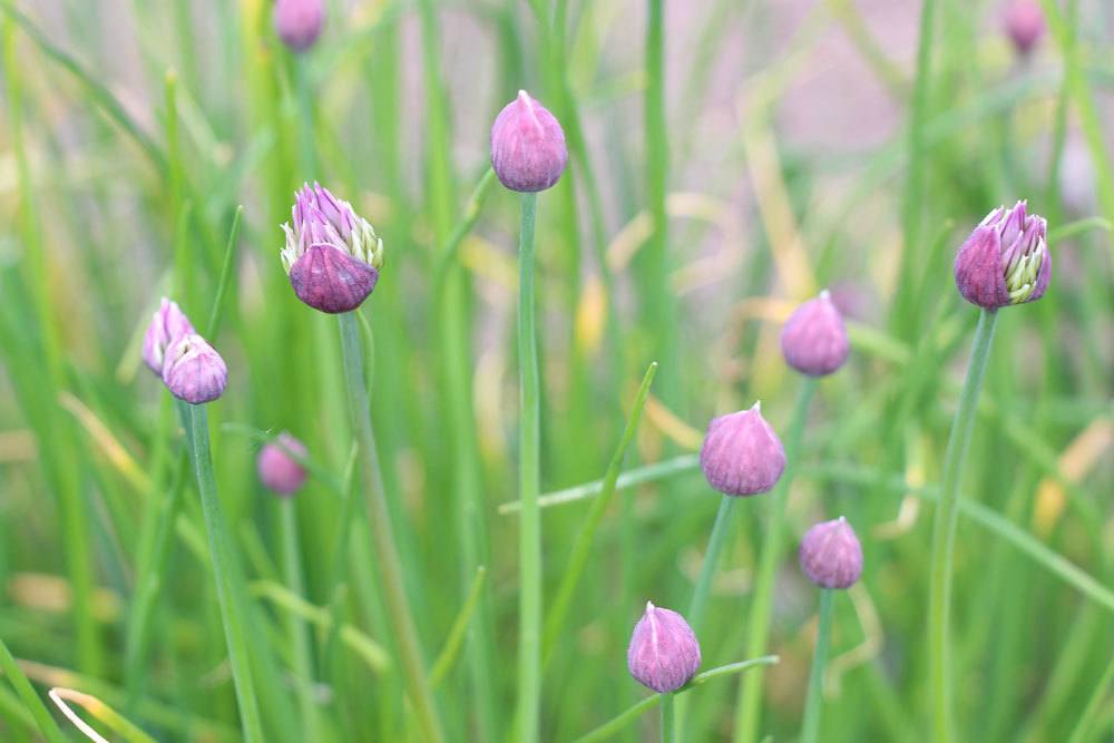 Chives Flowering- Can You Eat Them Despite Blooming?