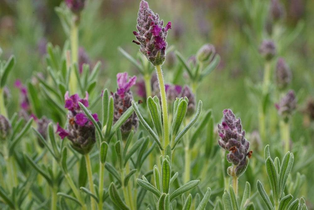 Planting Lavender: Planting Distance And Planting Time