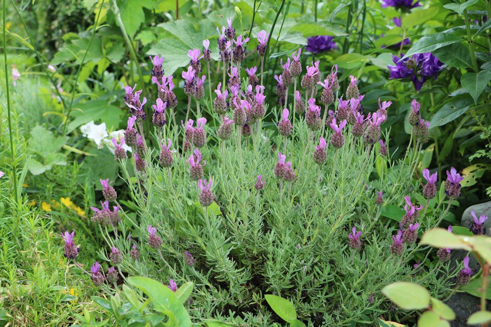 Planting Herbs: When Is The Ideal Time To Plant?