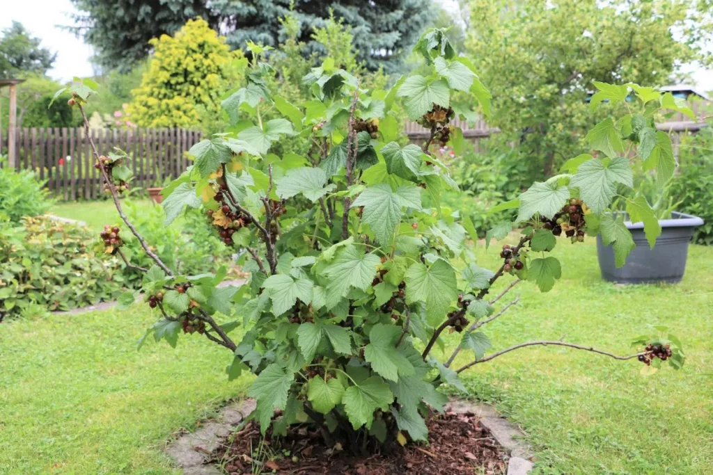 Red And Yellow Leaves On Currants: What To Do?