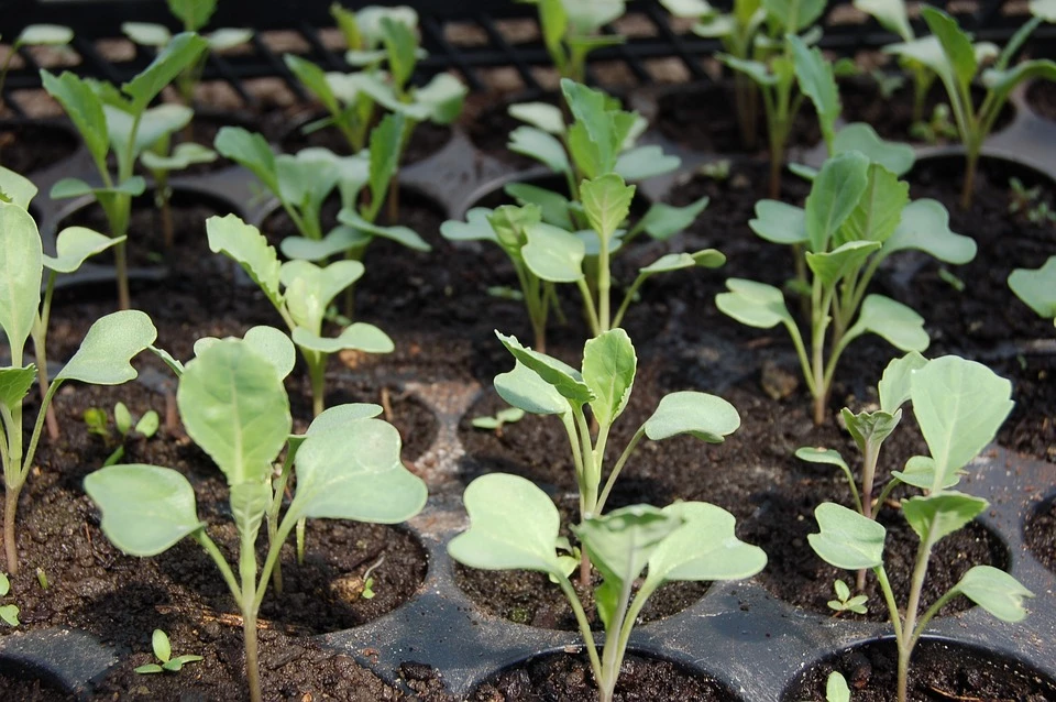 Planting Cabbage - How To Succeed In Growing