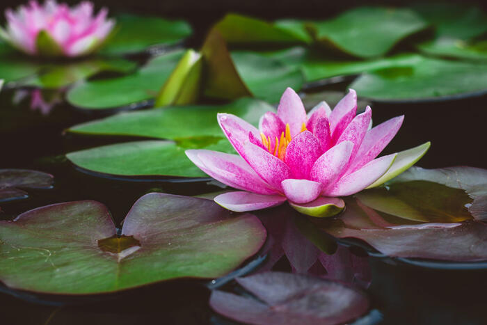 Balcony Pond: How To Make One!