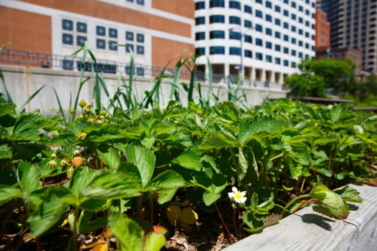 Urban Gardening: Where Can I Garden In The City?
