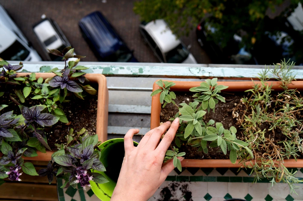 Gardening With Children: 10 Simple Planting Projects For Big And Small