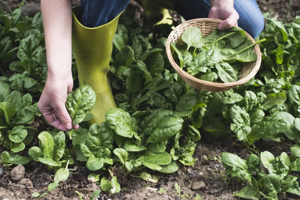 Growing Vegetables In Winter: How To Do It