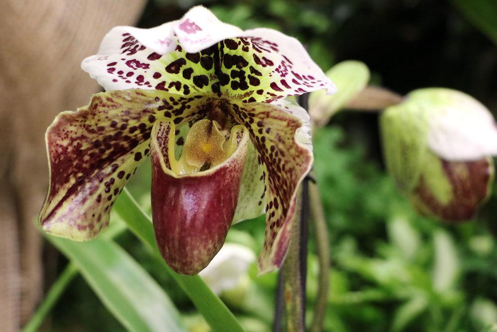 Are Orchids Poisonous? What To Consider For Children And Cats