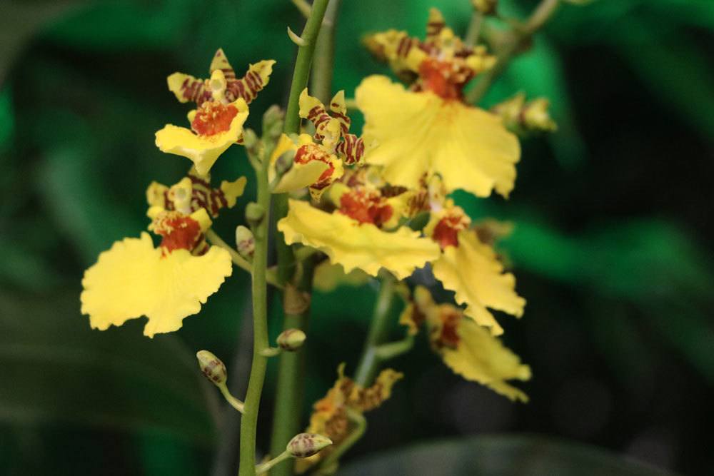 Are Orchids Poisonous? What To Consider For Children And Cats