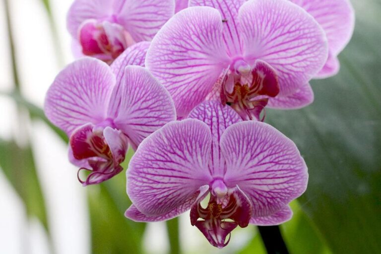 Are Orchids Poisonous? What To Consider For Children And Cats