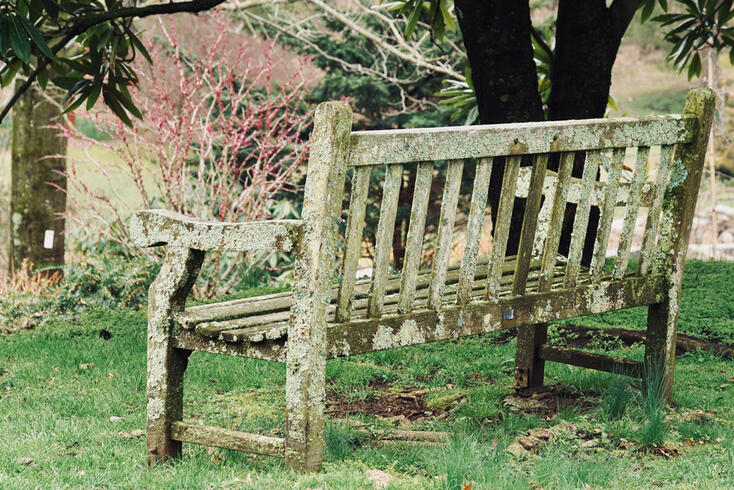 Removing Lichens: How To Make Paving Stones Clean Again