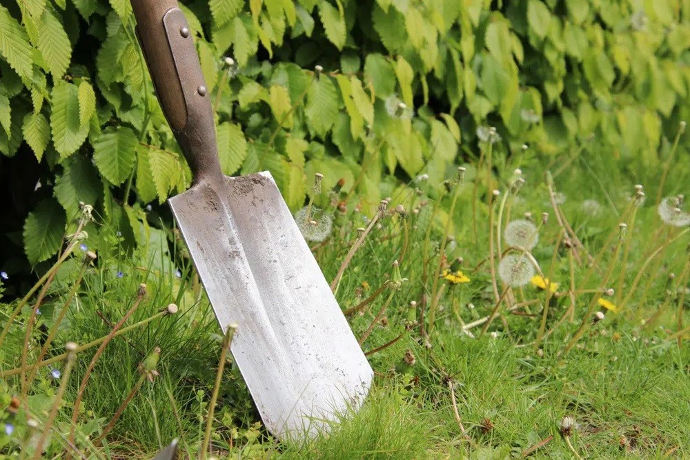 Yellow Slime Mold In The Lawn: What To Do?