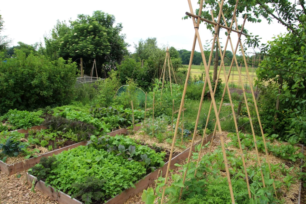 Planting Beans: Sowing, Care & Harvest