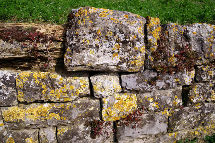 Removing Lichens: How To Make Paving Stones Clean Again