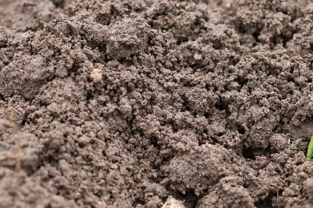 Making The Soil More Acidic: How To Lower The Ph Value Without Peat