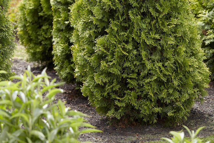 Planting And Caring For Thuja