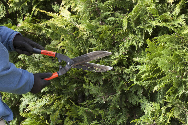 Planting And Caring For Thuja