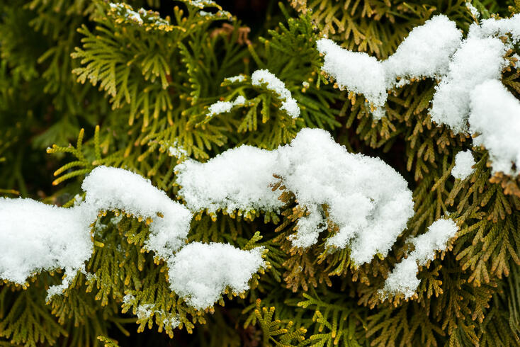 Planting And Caring For Thuja