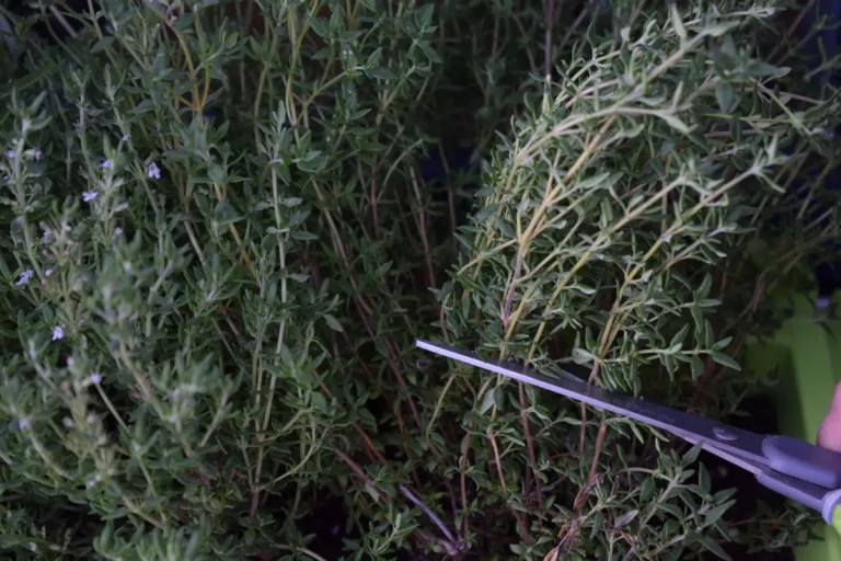 Should Thyme Be Cut Or Plucked?