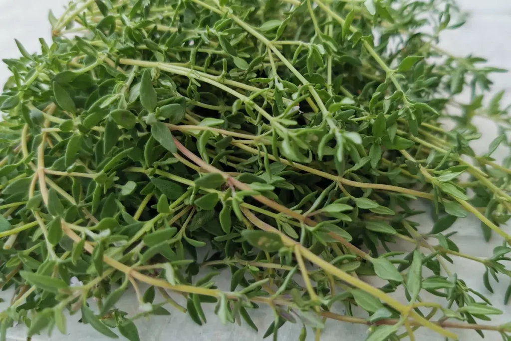 Common Problems With Cutting Thyme