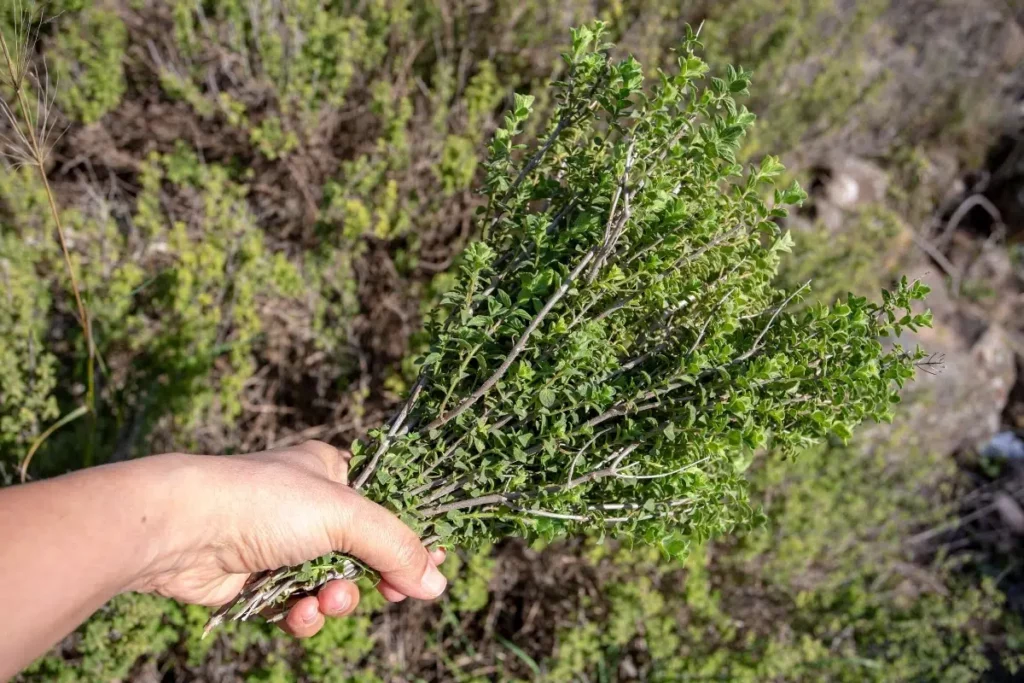 Common Problems With Cutting Thyme