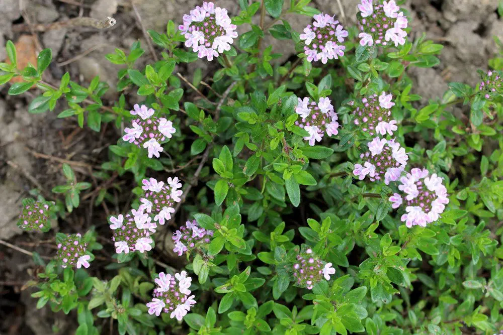 Is Thyme Hardy? How To Properly Overwinter It