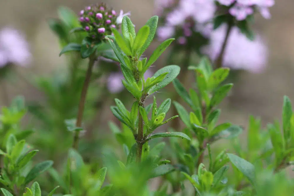 Is Thyme Hardy? How To Properly Overwinter It