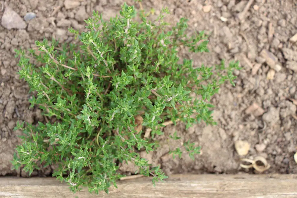 Is Thyme Hardy? How To Properly Overwinter It