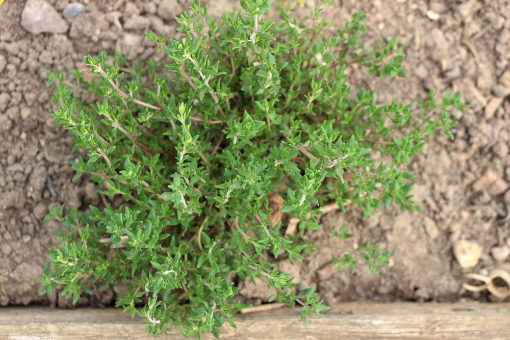 Thyme: Perfect Location For Balcony And Garden