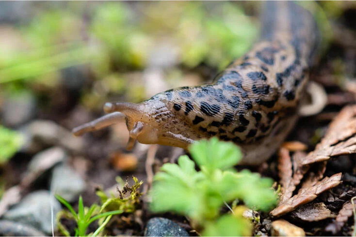 Tiger Snail: Cannibalistic And Beneficial For Your Garden?